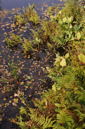 Close up background of the forest lake surfaceの写真素材