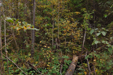 The breath of autumn in the woods, near the shore of a forest lakeの写真素材