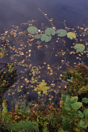 Close up background of the forest lake surfaceの写真素材