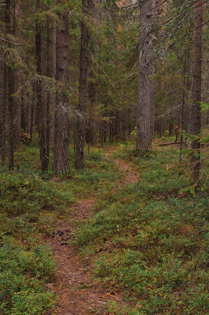 The breath of autumn in the woods, near the shore of a forest lakeの写真素材