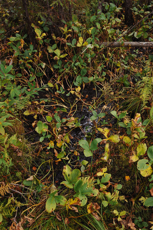 Coastal vegetation near the forest lake.の写真素材