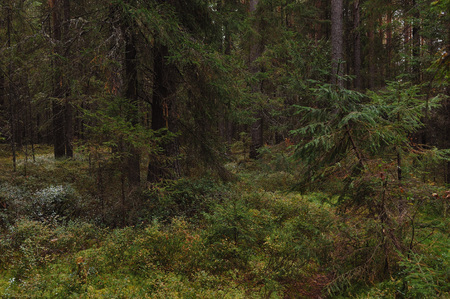 The breath of autumn in the woods, near the shore of a forest lakeの写真素材