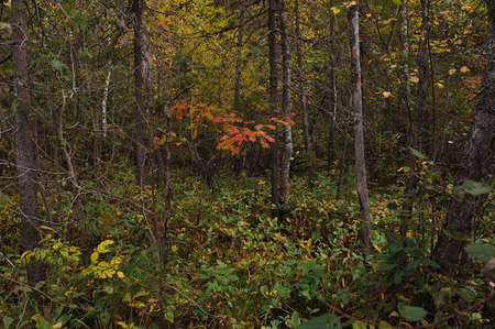 The breath of autumn in the woods, near the shore of a forest lakeの写真素材