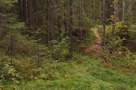 The breath of autumn in the woods, near the shore of a forest lakeの写真素材