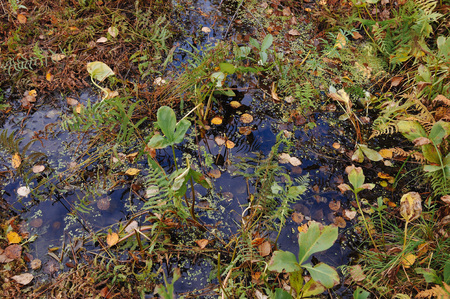 Close up background of the forest lake surfaceの写真素材