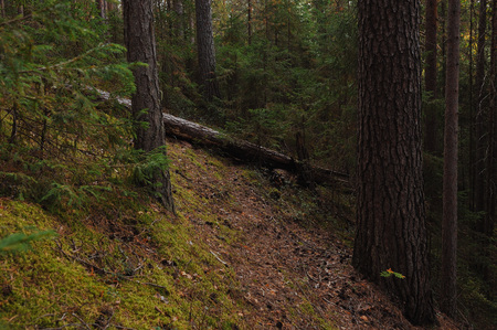 The breath of autumn in the woods, near the shore of a forest lakeの写真素材