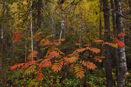 The breath of autumn in the woods, near the shore of a forest lakeの写真素材