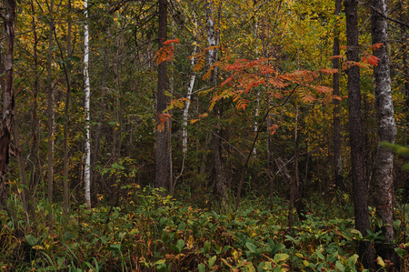 The breath of autumn in the woods, near the shore of a forest lakeの写真素材