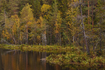 The breath of autumn in the woods, near the shore of a forest lakeの写真素材