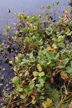 Close up background of the forest lake surfaceの写真素材