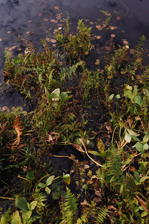 Close up background of the forest lake surfaceの写真素材