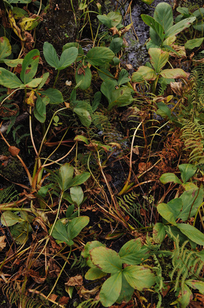 Coastal vegetation near the forest lake.の写真素材