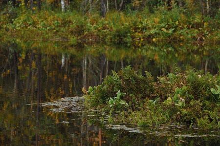 Coastal vegetation near the forest lake.の写真素材