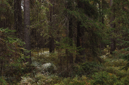 The breath of autumn in the woods, near the shore of a forest lakeの写真素材