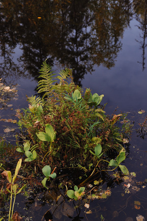 Close up background of the forest lake surfaceの写真素材