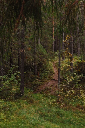 The breath of autumn in the woods, near the shore of a forest lakeの写真素材