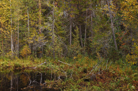 The breath of autumn in the woods, near the shore of a forest lakeの写真素材