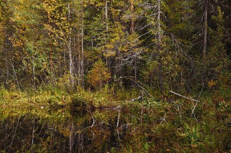 The breath of autumn in the woods, near the shore of a forest lakeの写真素材
