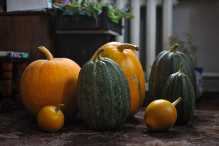Fresh crop. Pumpkins on the carpet in the room of a house.の写真素材