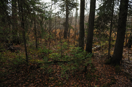 The breath of autumn in the woods, near the shore of a forest lakeの写真素材