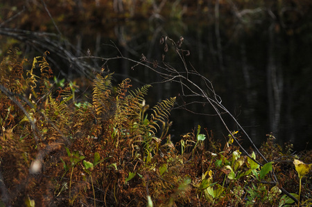 The breath of autumn in the woods, near the shore of a forest lakeの写真素材
