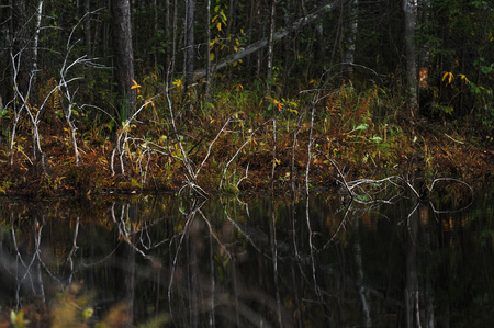 The breath of autumn in the woods, near the shore of a forest lakeの写真素材