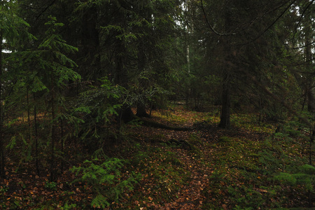 The breath of autumn in the woods, near the shore of a forest lakeの写真素材