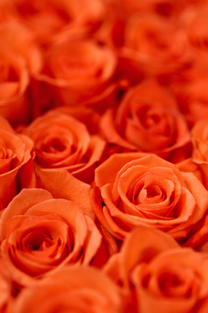 Natural roses delicate red with minimal retouching to give maximum realism to the plant.の写真素材