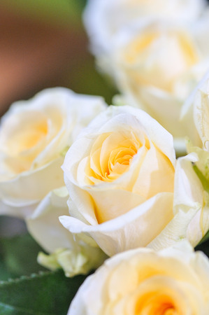 Natural roses delicate yellow white with minimal retouching to give maximum realism to the plant.の写真素材