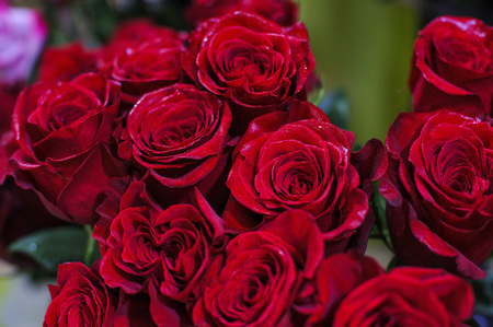 Natural roses velvet dark red with minimal retouching to give maximum realism to the plant.の写真素材