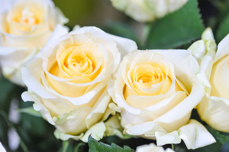 Natural roses delicate yellow white with minimal retouching to give maximum realism to the plant.の写真素材