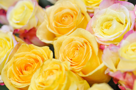 Natural roses delicate yellow-pink with minimal retouching to give maximum realism to the plant.の写真素材