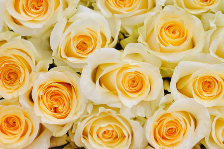 Natural roses delicate yellow white with minimal retouching to give maximum realism to the plant.の写真素材