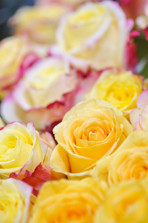 Natural roses delicate yellow-pink with minimal retouching to give maximum realism to the plant.の写真素材