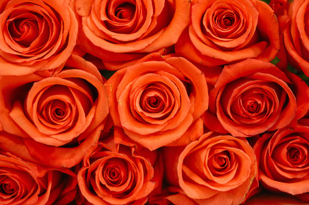 Natural roses delicate red with minimal retouching to give maximum realism to the plant.の写真素材