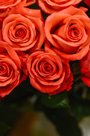 Natural roses delicate red with minimal retouching to give maximum realism to the plant.の写真素材