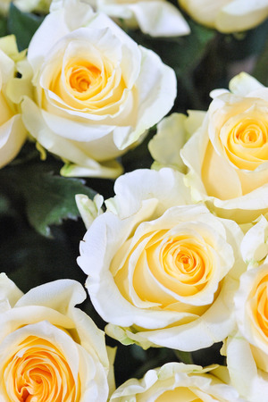 Natural roses delicate yellow white with minimal retouching to give maximum realism to the plant.の写真素材