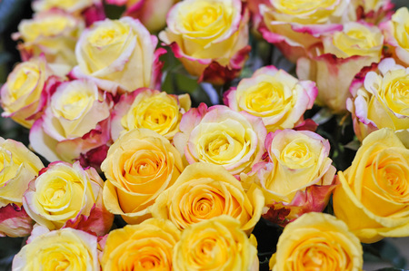 Natural roses delicate yellow-pink with minimal retouching to give maximum realism to the plant.の写真素材