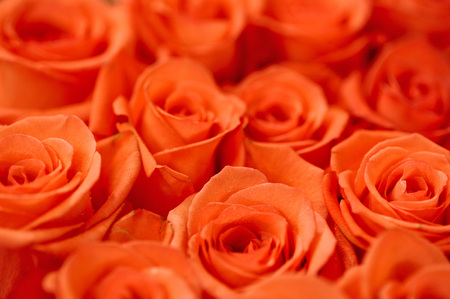 Natural roses delicate red with minimal retouching to give maximum realism to the plant.の写真素材