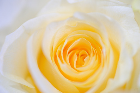 Natural roses delicate yellow white with minimal retouching to give maximum realism to the plant.の写真素材