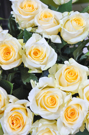 Natural roses delicate yellow white with minimal retouching to give maximum realism to the plant.の写真素材