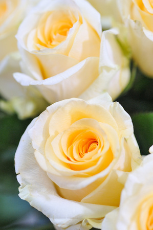 Natural roses delicate yellow white with minimal retouching to give maximum realism to the plant.の写真素材