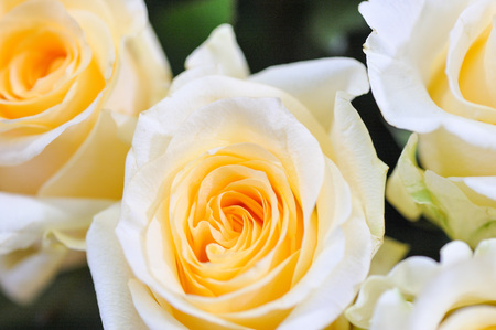 Natural roses delicate yellow white with minimal retouching to give maximum realism to the plant.の写真素材