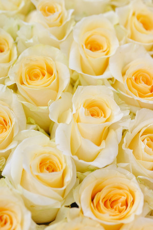 Natural roses delicate yellow white with minimal retouching to give maximum realism to the plant.の写真素材