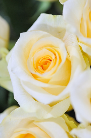 Natural roses delicate yellow white with minimal retouching to give maximum realism to the plant.の写真素材