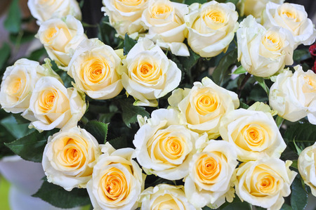 Natural roses delicate yellow white with minimal retouching to give maximum realism to the plant.の写真素材