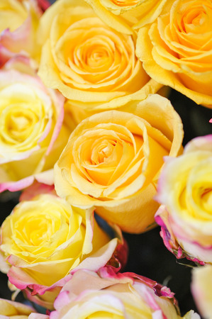 Natural roses delicate yellow-pink with minimal retouching to give maximum realism to the plant.の写真素材