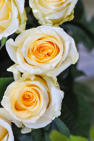 Natural roses delicate yellow white with minimal retouching to give maximum realism to the plant.の写真素材