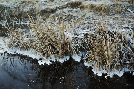 Meadow grass covered with frost due to the sharp cooling and high humidity in the early frosty morning.の写真素材
