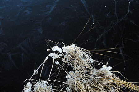 Thin transparent ice on the surface of the reservoir with dried grass and air bubbles under it.の写真素材
